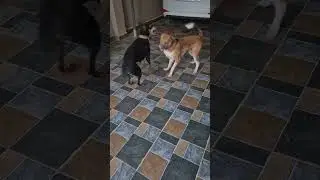 #comedy #pets #alagi #lovemusic #lovesong