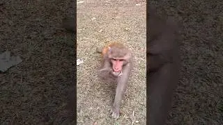 The monkey is eating the cake from my hand🐒🔥🤣🔑 #monkey #animals #wow #shorts