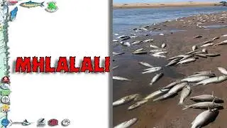 Another Fish Kill in KZN - Mhlalali River Estuary #ocean #estuary #river #water #conditions