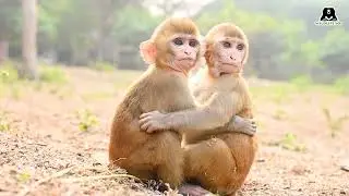 Play-time For Rescued Baby Monkeys at Wildlife SOS