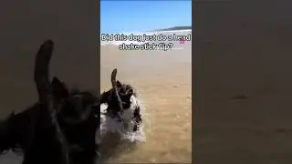Talented Pup: Head Shake and Stick Flip Combo! #talenteddog #dogtricks #puppymagic #beach