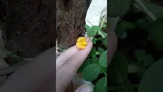 Peanut flower #vegetable garden #plants #homegarden #garden