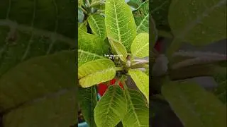simple and quiet day ☁️🌧️✨ #subscribe #likeforlikes #comment #minivlog #rain #vibes #munjiya