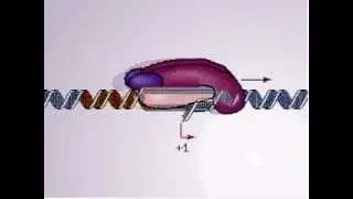 DNA transcription promoter - Biochmeistry animations