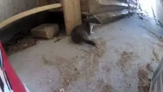 Angry Stoat