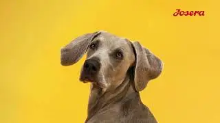 Josera Hellas | Super Premium Dog Petfood