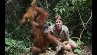 Steve Irwin's Wildest Animal Encounters (Part 9)