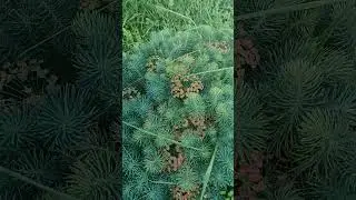 unknown plant, does anyone know what it's called? #shortvideo #animallife  #nature #shorts #plants