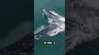 ALL ABOUT THE EXTRAORDINARY UNIQUENESS OF WHALES