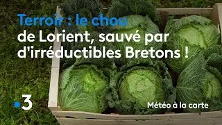 Le chou de Lorient, sauvé par d'irréductibles Bretons ! - Météo à la carte