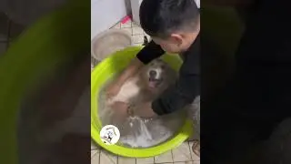 LOL, Crazy Funny Cute Dogs Videos Try Not To Laugh Dog Shorts 🐶😂😂 -EPS565