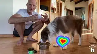 SoulFood - Certified organic, fermented multivitamin and organ support for dogs