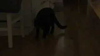 Stalker cat