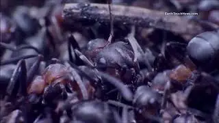 Ants in Quran (Ants Communicate with each other)