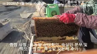 (재)26년 1월14일 수요일 첫봄벌 깨움#종봉#수정벌#양봉#보온#축소
