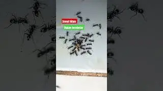 semut makan berebutan #viral #youtubeshorts #semut #shorts