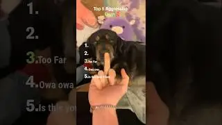 Top 5 Aggressive Dogs 😤🐶