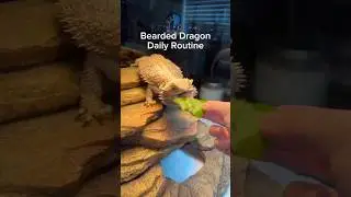 Bearded Dragon Daily Routine