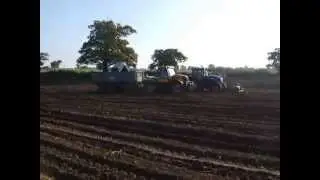 Potato lifting, Halvergate, Norfolk