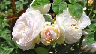 DAVID AUSTIN ROSES in California