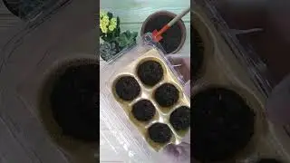 🌱Como plantar alface? | Horta na janela | Ep&iacute;s&oacute;dio 4: Plantando as sementes | #horta #hortaorg&acirc;nica