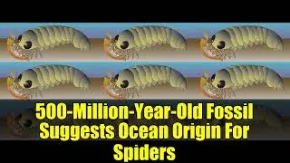 500 Million Year Old Fossil Suggests Ocean Origin For Spiders