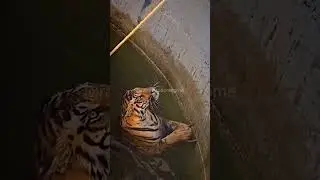 Tiger Fell into a Well 😦😦