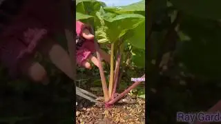 Harvesting Green Vegetables 🌱🥬 #gardening #farmer #farming #agriculture #vegetables
