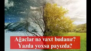 Ağaclar nə vaxt budanır? Payızda yoxsa yazda?