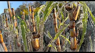 Sugar Cane Ice Art December 31 Florida