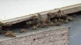 Simple pollen feeder for honey bees