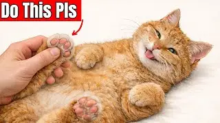 25 Things Every Indoor Cat Secretly Loves That Owners Rarely Do