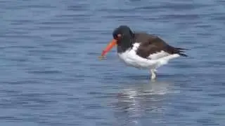 American Oystercatcher feeding