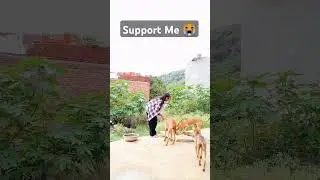 Helping dogs 🥺#youtube #petshub #youtubeshorts #trending #funny #dog #humanity
