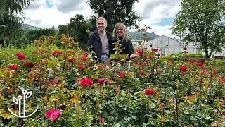 Low-Maintenance, High-Impact Plants for Your Garden