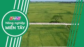 FAO: Vietnam pioneers in green, low-emission agriculture | Western Agriculture
