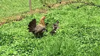 Golden Campine Hen and Chicks