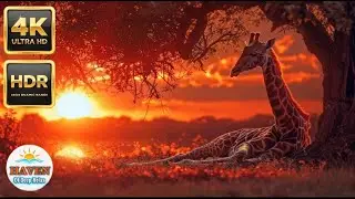 8K ULTRA HD Nature Relaxation. #8K #UltraHD #Relaxation #Nature #Sunset #OLED #HDR #SleepMusic 