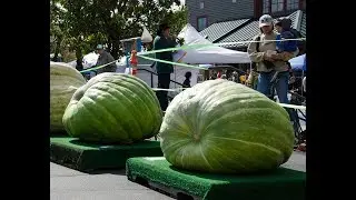 Giant Green Squash, not  