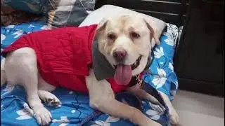 Chalooo Ghummie 😂 #haku #funnydog #youtubevideo #viralvideo #labrador #dog #pets #animals #love