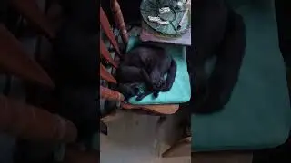 ⚠️This is an Angry 😡Cat🐈&zwj;⬛🐾⚠️