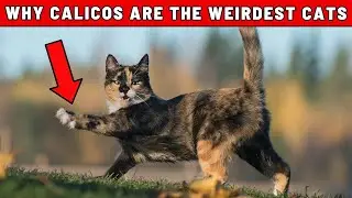 Researchers Confirm: Calicos are the Weirdest Cats &ndash; You Won&rsquo;t Believe Why!