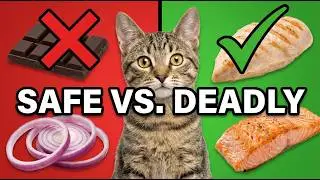 Dangerous Foods vs. Safe Cat Foods: Is Your Cat&rsquo;s Snack Toxic? || Cat Care Guid