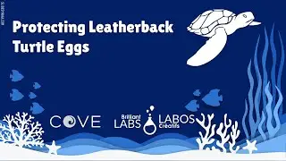 MakerFun LIVE: Protecting Leatherback Turtles