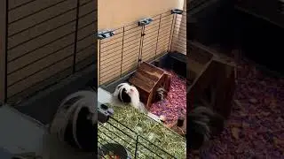 Peruvian guinea pig las chiquillas 😋🌱