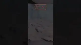 Lethal company swarm kill 2 dogs EASY