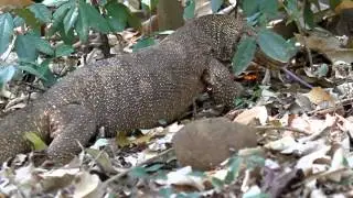 Clouded Monitor