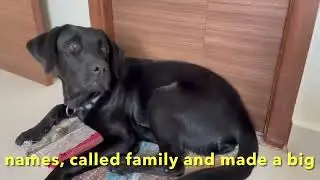 Valentines day disaster (EDTD) | Loki The Black Lab