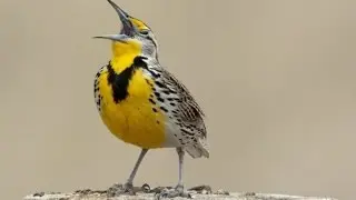 Will the meadowlark last as Oregon's state bird?