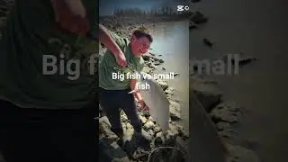 Big vs small fish